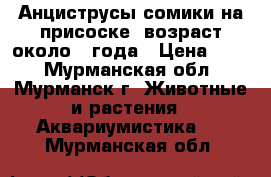 Анциструсы сомики на присоске, возраст около 1 года › Цена ­ 50 - Мурманская обл., Мурманск г. Животные и растения » Аквариумистика   . Мурманская обл.